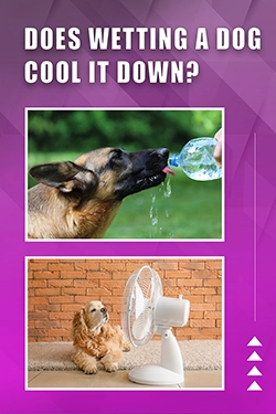 Does Wetting A Dog Cool It Down