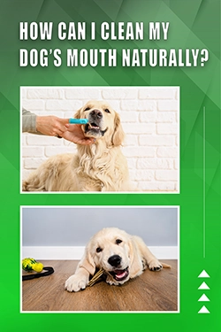 How Can I Clean My Dog's Mouth Naturally
