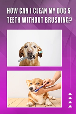 How Can I Clean My Dog's Teeth Without Brushing