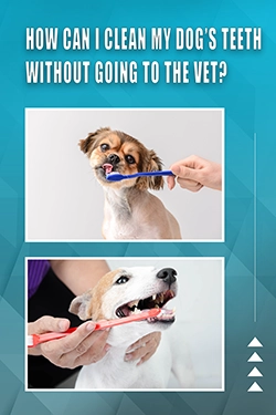 How Can I Clean My Dog's Teeth Without Going To The Vet