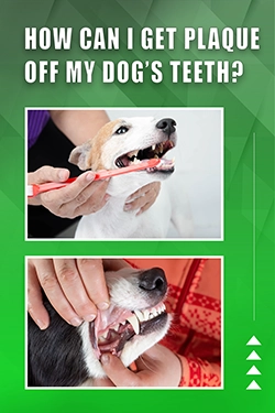 How Can I Get Plaque Off My Dog's Teeth
