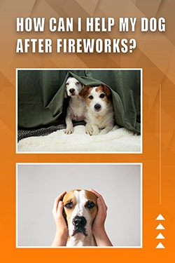 How Can I Help My Dog After Fireworks