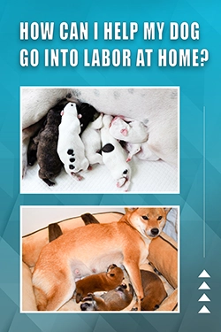 How Can I Help My Dog Go Into Labor At Home