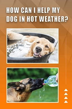 How Can I Help My Dog In Hot Weather
