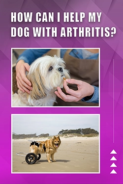 How Can I Help My Dog With Arthritis