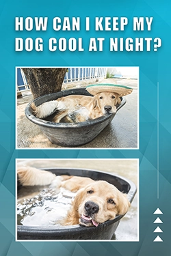 How Can I Keep My Dog Cool At Night