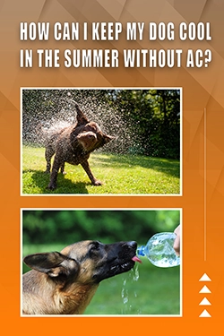 How Can I Keep My Dog Cool In The Summer Without AC