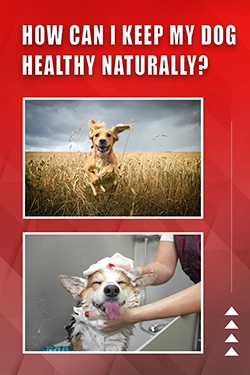 How Can I Keep My Dog Healthy Naturally
