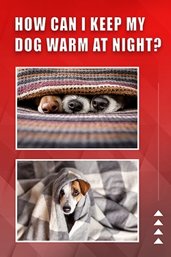How Can I Keep My Dog Warm At Night