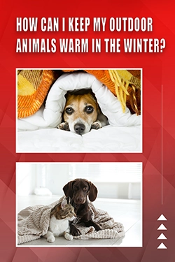 How Can I Keep My Outdoor Animals Warm In The Winter