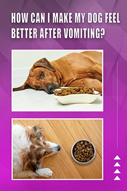 How Can I Make My Dog Feel Better After Vomiting