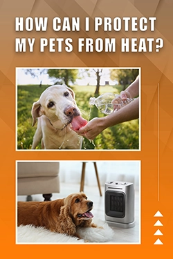 How Can I Protect My Pets From Heat