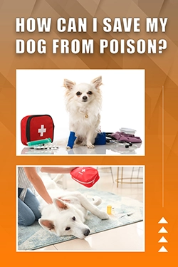 How Can I Save My Dog From Poison