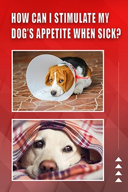 How Can I Stimulate My Dog's Appetite When Sick