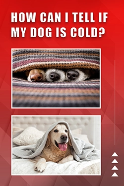 How Can I Tell If My Dog Is Cold