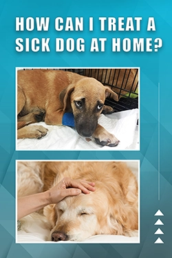 How Can I Treat A Sick Dog At Home