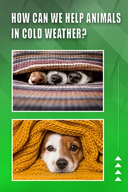 How Can We Help Animals In Cold Weather