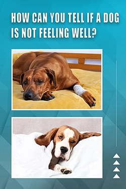How Can You Tell If A Dog Is Not Feeling Well