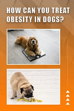 How Can You Treat Obesity In Dogs