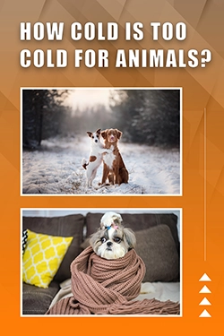 How Cold Is Too Cold For Animals