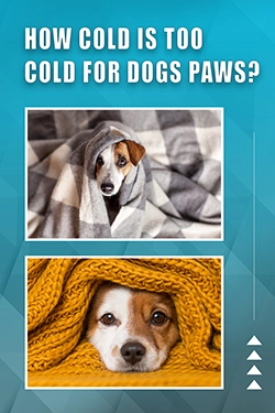 How Cold Is Too Cold For Dogs Paws