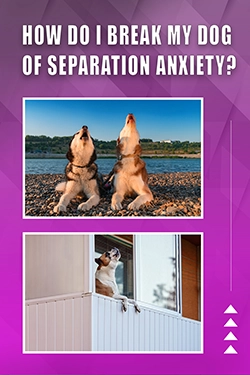 How Do I Break My Dog Of Separation Anxiety