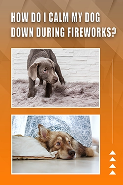 How Do I Calm My Dog Down During Fireworks
