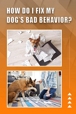 How Do I Fix My Dog's Bad Behavior