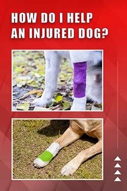 How Do I Help An Injured Dog