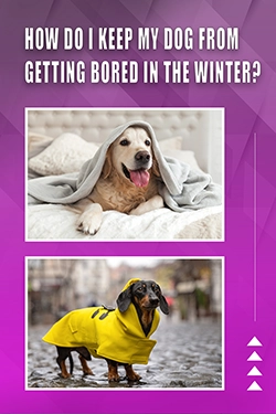 How Do I Keep My Dog From Getting Bored In The Winter