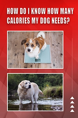 How Do I Know How Many Calories My Dog Needs