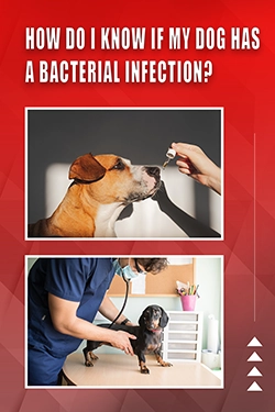 How Do I Know If My Dog Has A Bacterial Infection