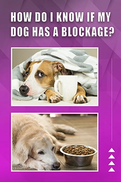 How Do I Know If My Dog Has A Blockage