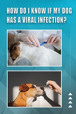 How Do I Know If My Dog Has A Viral Infection