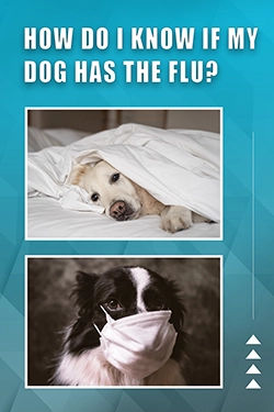 How Do I Know If My Dog Has The Flu