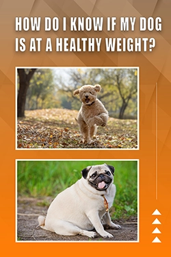 How Do I Know If My Dog Is At A Healthy Weight