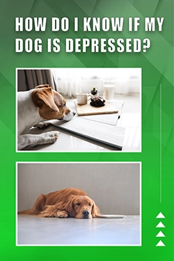 How Do I Know If My Dog Is Depressed