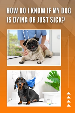 How Do I Know If My Dog Is Dying Or Just Sick