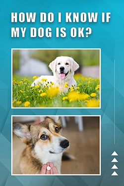 How Do I Know If My Dog Is Ok