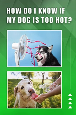 How Do I Know If My Dog Is Too Hot