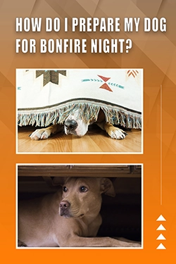 How Do I Prepare My Dog For Bonfire Night