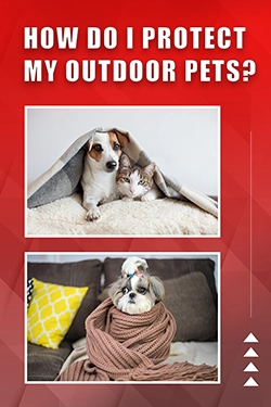 How Do I Protect My Outdoor Pets