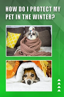 How Do I Protect My Pet In The Winter