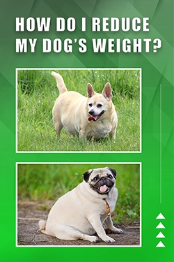 How Do I Reduce My Dog's Weight