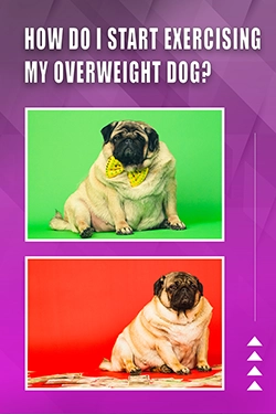 How Do I Start Exercising My Overweight Dog