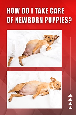 How Do I Take Care Of Newborn Puppies