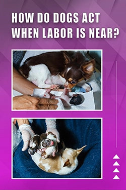 How Do Dogs Act When Labor Is Near