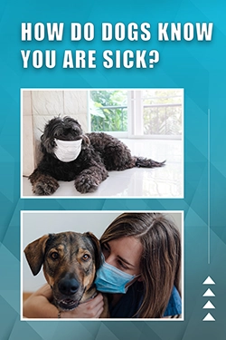 How Do Dogs Know You Are Sick