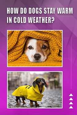 How Do Dogs Stay Warm In Cold Weather