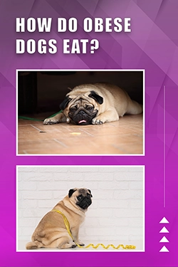How Do Obese Dogs Eat